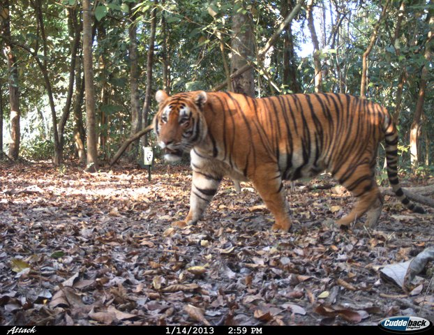 Foto van een mannelijke tijger